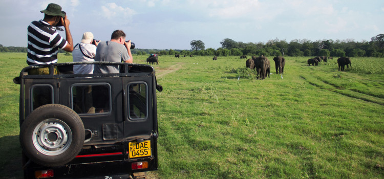Sri Lanka Wildlife