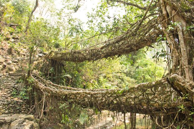 Cherrapunjee living root bridge